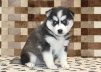 Irvin, a male Pomsky for sale in Denver, PA – Photo 1 of 4