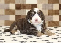 Bingo, a male Miniature Bernedoodle for sale in Denver, PA – 2 of 4
