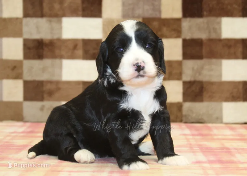 Fairy – Cavapoo, Miniature Bernedoodle puppy for sale in Denver, PA
