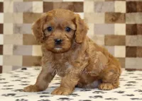 Ellie, a female Cavapoo for sale in Denver, PA – Photo 1 of 4