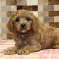 Ellie, a female Cavapoo for sale in Denver, PA – Photo 2 of 4