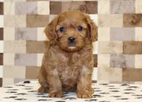 Ellie, a female Cavapoo for sale in Denver, PA – Photo 3 of 4