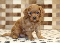 Ellie, a female Cavapoo for sale in Denver, PA – Photo 4 of 4
