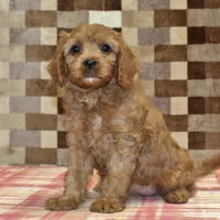 Ellie, a female Cavapoo for sale in Denver, PA – Photo 1 of 4