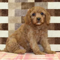 Ellie, a female Cavapoo for sale in Denver, PA – Photo 4 of 4
