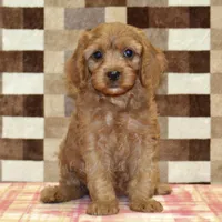 Ellie, a female Cavapoo for sale in Denver, PA – Photo 3 of 4