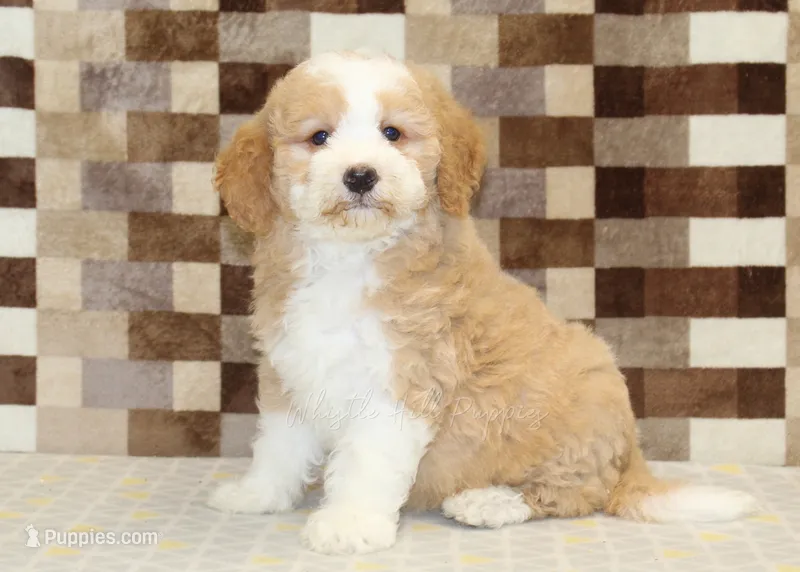 Honey – Miniature Bernedoodle puppy for sale in Denver, PA