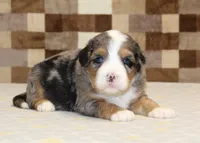 Charlie, a male Miniature Bernedoodle for sale in Denver, PA – 5 of 7