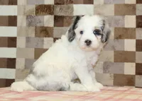 Alvin, a male Miniature Bernedoodle for sale in Denver, PA – 4 of 5