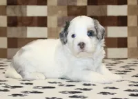 Alvin, a male Miniature Bernedoodle for sale in Denver, PA – 2 of 3