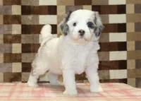 Alvin, a male Miniature Bernedoodle for sale in Denver, PA – 3 of 5