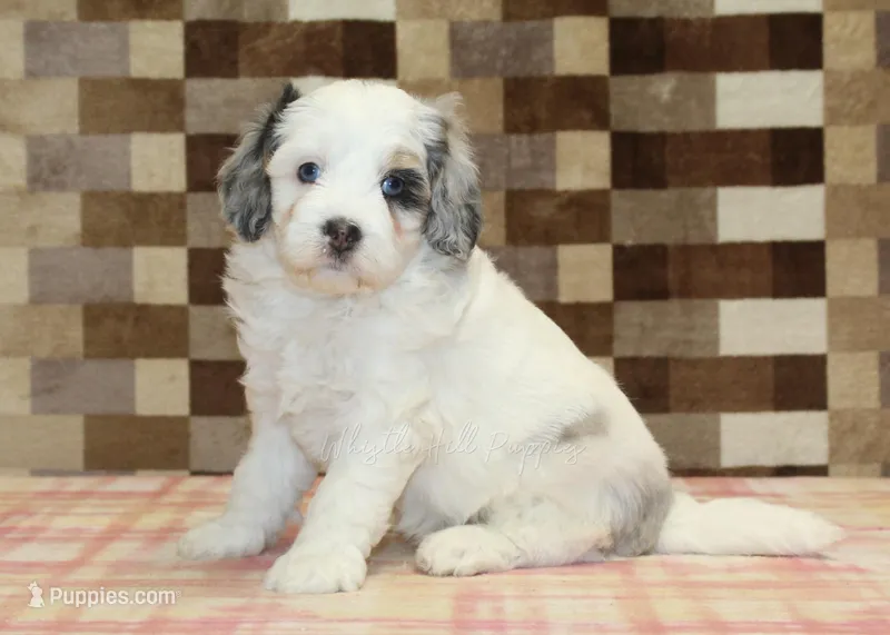 Alvin – Miniature Bernedoodle puppy for sale in Denver, PA