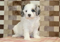 Alvin, a male Miniature Bernedoodle for sale in Denver, PA – 5 of 5