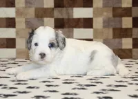 Alvin, a male Miniature Bernedoodle for sale in Denver, PA – 3 of 3