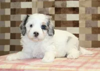 Alvin, a male Miniature Bernedoodle for sale in Denver, PA – 2 of 5