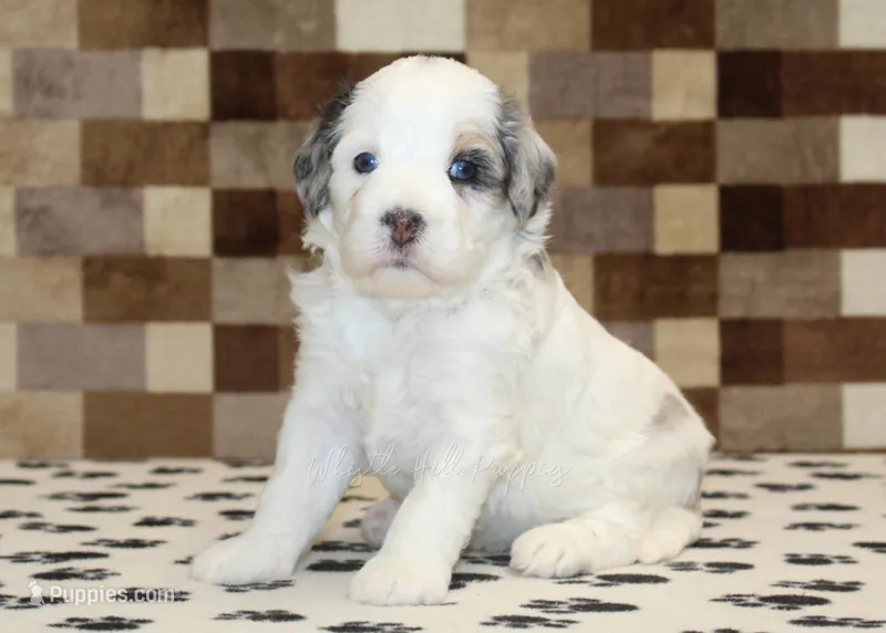 Alvin – Miniature Bernedoodle puppy for sale in Denver, PA