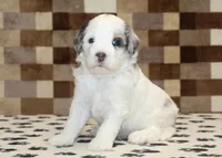 Alvin, a male Miniature Bernedoodle for sale in Denver, PA – 1 of 3