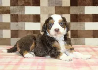 Haley, a female Miniature Bernedoodle for sale in Denver, PA – 2 of 4