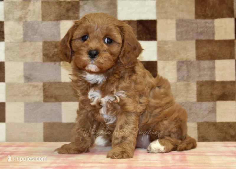 Grace – Cavapoo puppy for sale in Denver, PA