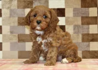 Grace, a female Cavapoo for sale in Denver, PA – 1 of 4