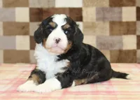 Fred, a male Cavapoo and Miniature Bernedoodle for sale in Denver, PA – 4 of 4