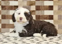 Bailey, a female Miniature Bernedoodle for sale in Denver, PA – 2 of 8
