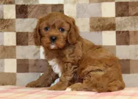 Ginger, a female Cavapoo for sale in Denver, PA – 2 of 3