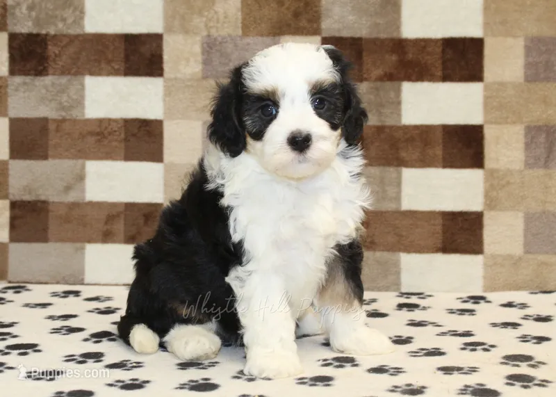 Kylie – Miniature Bernedoodle puppy for sale in Denver, PA