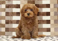 Scout, a male Cavapoo for sale in Denver, PA – 3 of 4