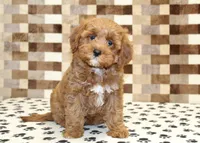 Grace, a female Cavapoo for sale in Denver, PA – 3 of 4
