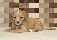 Joy, a female Cavapoo and Miniature Bernedoodle for sale in Denver, PA – 2 of 4