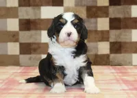 Fred, a male Cavapoo and Miniature Bernedoodle for sale in Denver, PA – 3 of 4
