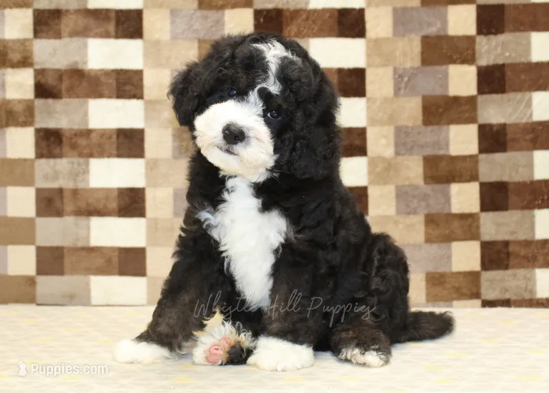 Chief – Miniature Bernedoodle puppy for sale in Denver, PA