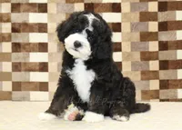 Chief, a male Miniature Bernedoodle for sale in Denver, PA – 1 of 8