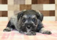 Leo, a male Miniature Schnauzer for sale in Denver, PA – 3 of 3