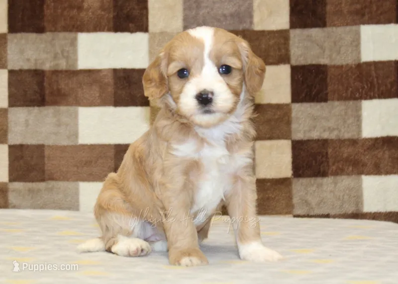 Jade – Cavapoo, Miniature Bernedoodle puppy for sale in Denver, PA