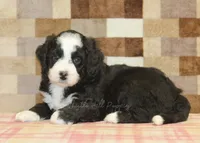 Cody, a male Miniature Bernedoodle for sale in Denver, PA – 6 of 8