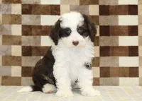 Hershey, a male Miniature Bernedoodle for sale in Denver, PA – 4 of 4