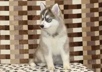 Wrigley, a male Pomsky for sale in Denver, PA – 2 of 6