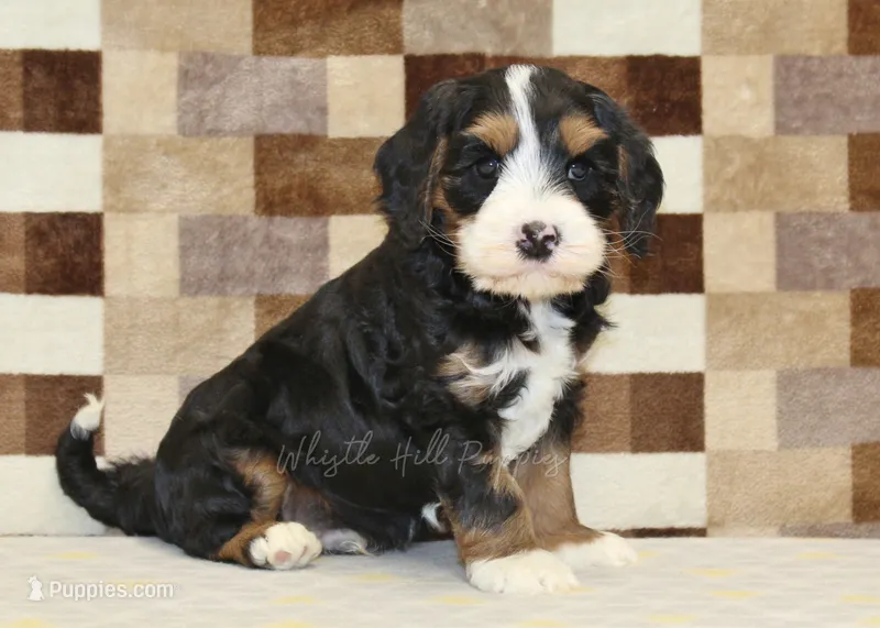 Fritz – Cavapoo, Miniature Bernedoodle puppy for sale in Denver, PA