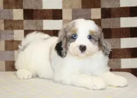 Chip, a male Miniature Bernedoodle for sale in Denver, PA – 2 of 7