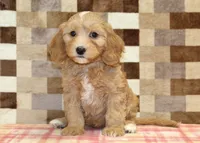 Joy, a female Cavapoo and Miniature Bernedoodle for sale in Denver, PA – 3 of 4