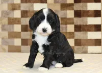 Fairy, a female Cavapoo and Miniature Bernedoodle for sale in Denver, PA – 7 of 7