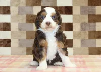 Haley, a female Miniature Bernedoodle for sale in Denver, PA – 3 of 4