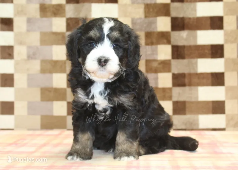 Alex – Miniature Bernedoodle puppy for sale in Denver, PA
