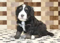 Alex, a male Miniature Bernedoodle for sale in Denver, PA – 3 of 3