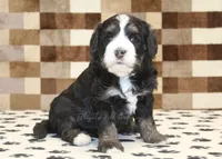 Alex, a male Miniature Bernedoodle for sale in Denver, PA – 1 of 3
