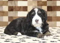 Alex, a male Miniature Bernedoodle for sale in Denver, PA – 2 of 3
