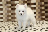 Jessie, a female Pomsky for sale in Denver, PA – Photo 4 of 4