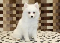 Jessie, a female Pomsky for sale in Denver, PA – Photo 1 of 4